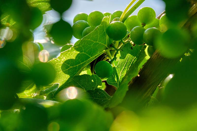 Efekt “kwaśnych winogron” w praktyce?